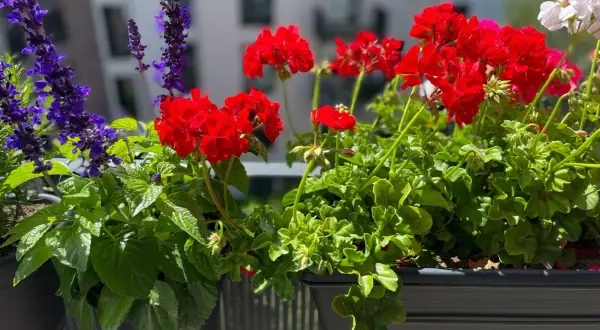 Färgglada balkong blommor i rött och lila lyser upp en solig dag.