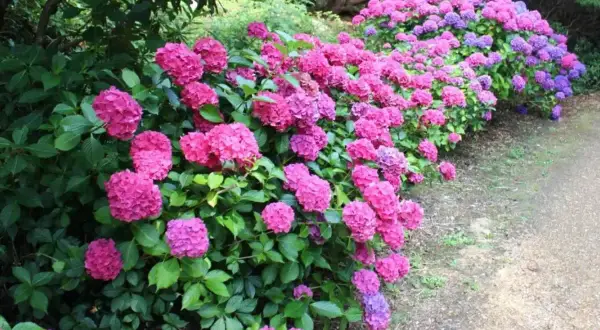 Tåliga blommor utomhus i rosa och lila nyanser kantar en grusgång.