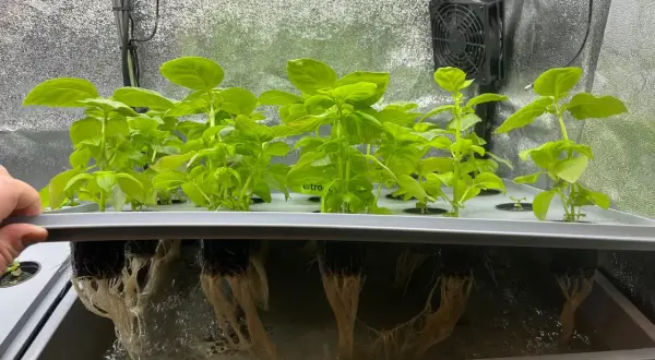 Fräscha basilika plantor växer i ett hydroponiskt system. De frodiga gröna bladen syns ovanför, medan de vita rötterna hänger ner i näringslösningen.