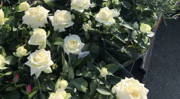 En grupp vackra vita rosor i kruka, några med knoppar, omgivna av gröna blad.