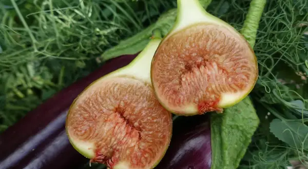 Två halverade fikon med saftigt, rött fruktkött ligger på mörklila aubergine och gröna blad. En lyckad skörd att odla fikon i Sverige!