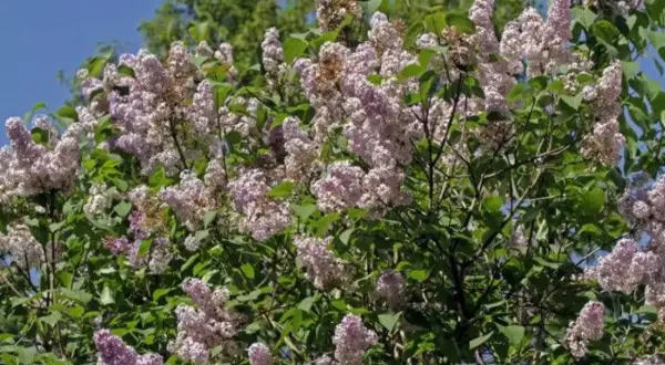 A bush with abundant clusters of pale purple lilac flowers and green leaves against a blue sky.