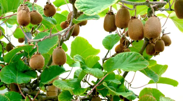 Kiwi frukter hänger mogna på grenar, redo att skördas. En vacker syn för alla som vill odla kiwi.