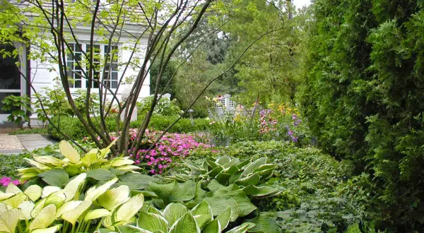 En lummig trädgård med hostor och rosa blommor som bin gillar. En vit villa skymtar bakom träden.
