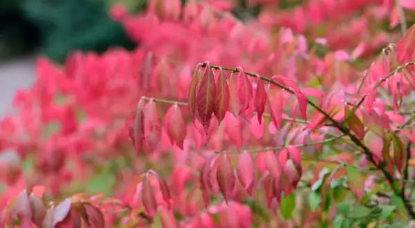 En buske med rosa blommor i höstfärger. Bladen skiftar i nyanser av rosa och rött mot en grön bakgrund.