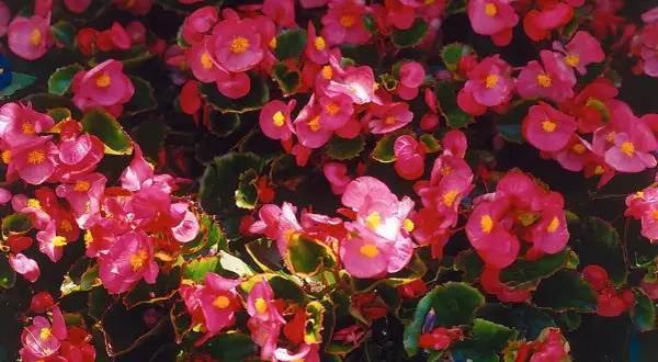 En tät matta av rosa begonia utomhus, med sina karakteristiska blommor och mörkgröna blad, skapar en levande färgklick.