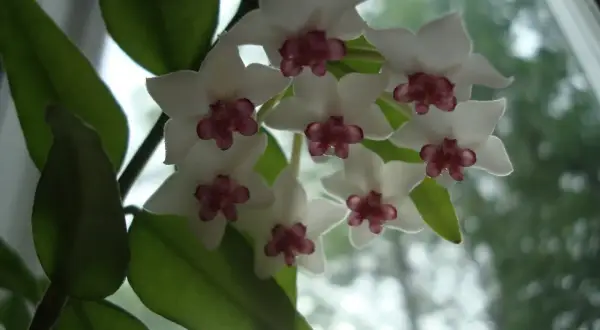 En klase vita porslinsblommor med mörklila mitt. Bladen är gröna och frodiga, vilket tyder på att inga porslinsblomma sjukdomar har drabbat denna vackra planta.