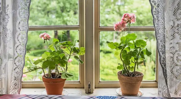Två krukor med rosa pelargon Mårbacka står på en fönsterbräda. Genom fönstret syns en grönskande trädgård.