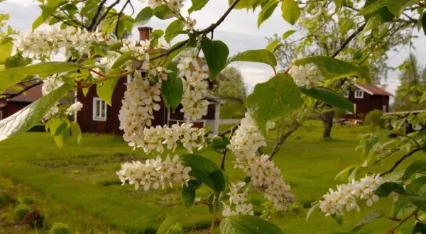 Vitt blommande träd med en svag doft, i bakgrunden syns röda hus i en grönskande miljö.