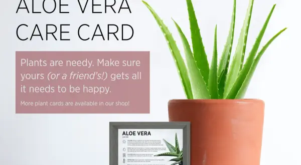 En frodig aloe vera-planta i en terrakottakruka, bredvid ett kort med skötselråd för falsk aloe vera.
