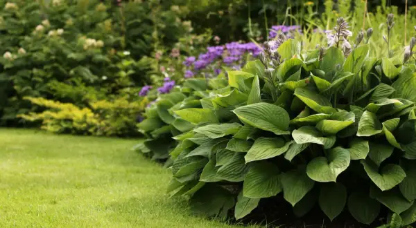 En frodig funkia samplantering med lila blommor i bakgrunden. Gräsmattan är välklippt och ger en fin kontrast.