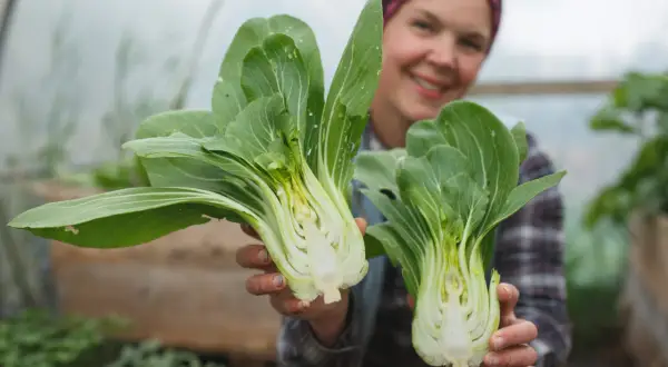 Lycklig odlare visar upp färsk pak choi, nyskördad från växthuset. En härlig skörd att odla pak choi!
