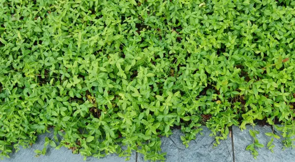 Tätt täckande vinca minor med små gröna blad som växer över grå stenplattor.