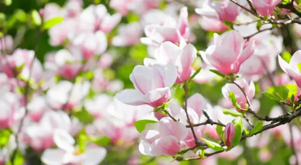 Vacker magnolia i kruka blommar med rosa och vita blommor mot en grön bakgrund. En perfekt vårscen.