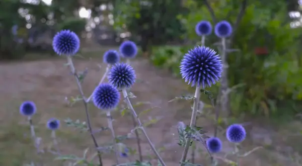 Flera blå blommor, perenner, med taggiga kronblad växer i en trädgård.
