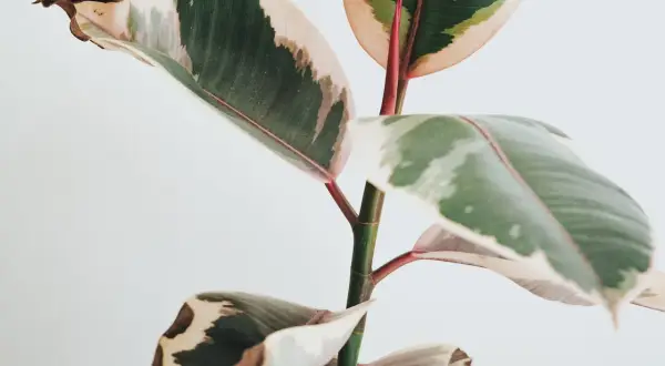 Fikus med gröna, vita och rosa blad. Vissa blad har bruna prickar och torra kanter.