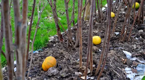 Förberedelser för att klippa hallonbuskar. Gula frukter ligger kvar på marken bland de kala stammarna.