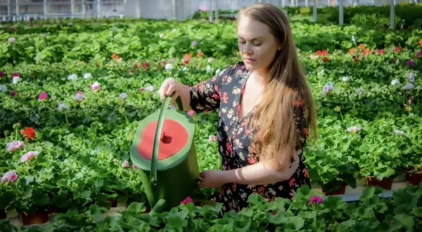 Kvinna vattnar blommor i ett växthus. Hon håller en grön vattenkanna och ger guldvatten inomhus till de frodiga växterna.
