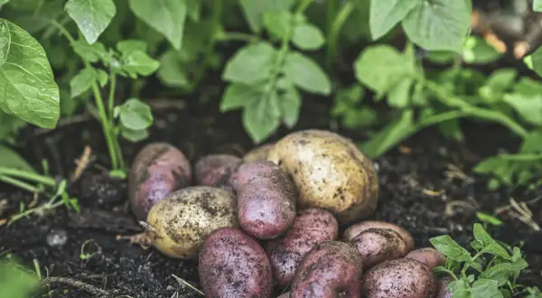 Färska, jordiga potatisar, både röda och gula, ligger på mörk jord bland gröna blad. En härlig skörd som visar hur man kan odla potatis i halm.