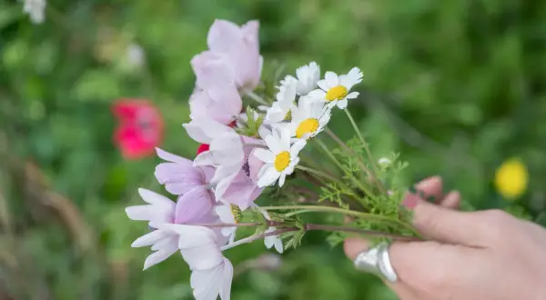 En hand håller en bukett med ljusrosa anemoner och vita prästkragar. Vackra bilder på gravplanteringar.