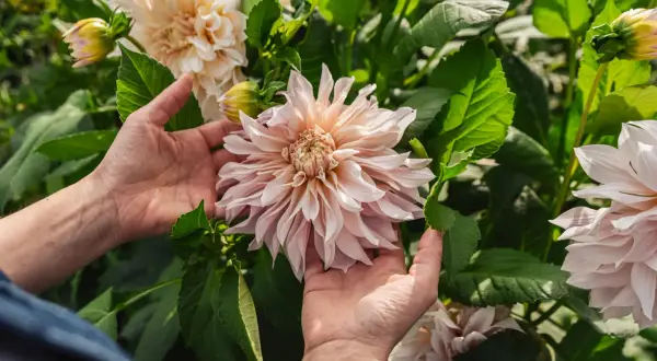 Händer som varsamt håller en stor, ljusrosa dahlia i kruka. Blomman har många kronblad och omges av gröna blad.