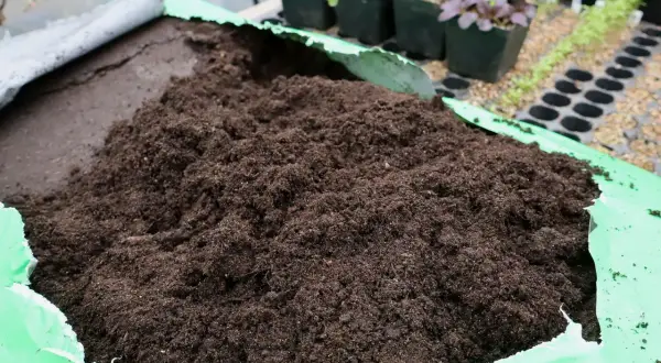 En stor hög med mörk, fuktig jord ligger i en öppen grön plastpåse. I bakgrunden syns små plantor i krukor och såbrätten, redo att planteras i den sterilisera jorden.