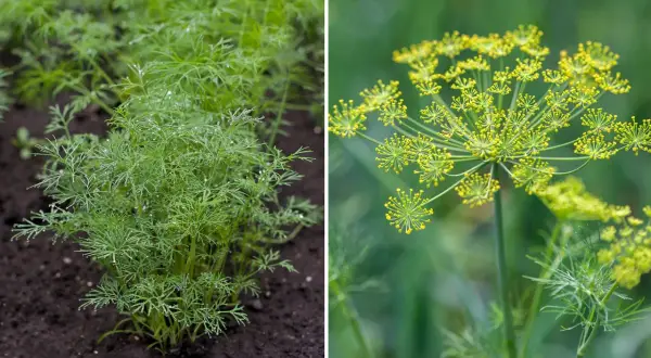 Från små plantor till blomställningar, det är enkelt att odla dill. Denna bild visar hur man odlar dill.