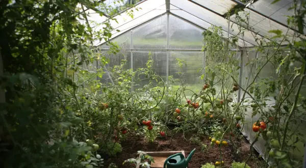 Växthus med frodiga tomatplantor som bär röd och grön frukt. En grön vattenkanna står redo för hydroponisk odling av tomater.