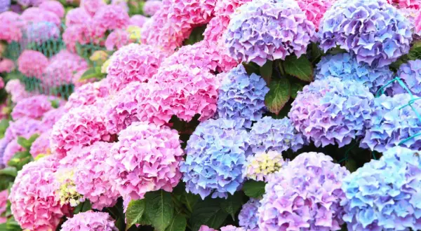 En frodig rabatt med rosa och blå hortensia utomhus. Blommorna bildar stora, runda klasar som täcker nästan hela bilden.