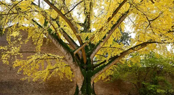 En ståtlig ginkgo biloba i full höstprakt, med gyllene blad som täcker marken.
