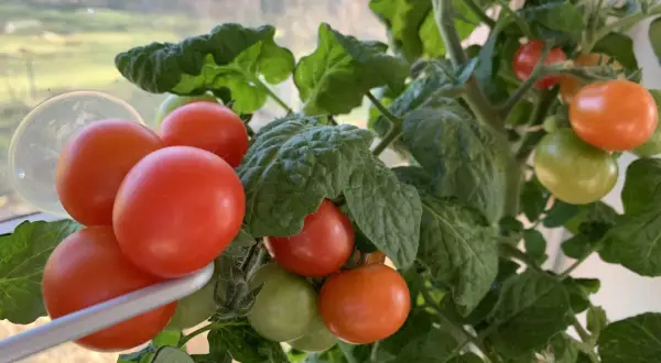 Tänk att få så tomater i januari! Röda och gröna tomater hänger på en planta vid ett fönster.