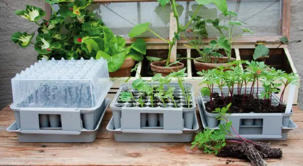 Småplantor i krukor, redo för utplantering. En miniväxthus med lock och plantor som växer så i januari.