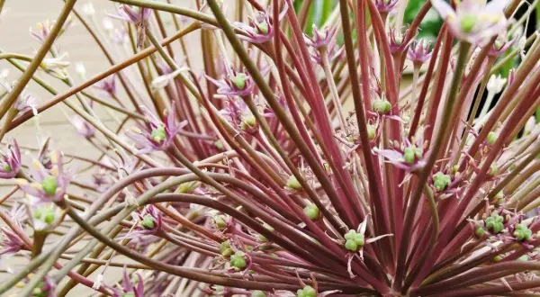 En närbild av en allium blomma med lila stjälkar och små gröna frökapslar.