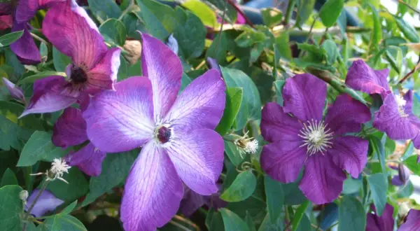 Lila klematisblommor med sina karaktäristiska kronblad och gröna bladverk. En vacker syn att klippa och beundra.
