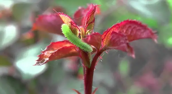 En grön larv klättrar på en nyutslagen rosbuske med röda blad. Larver på rosor kan vara ett problem för trädgårdsmästare.
