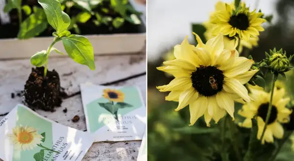 Förberedelser för att plantera ut solrosor. En liten planta med rötter och fröpåsar ligger på ett träbord. I bakgrunden blommar gula solrosor med en bi på en av dem.