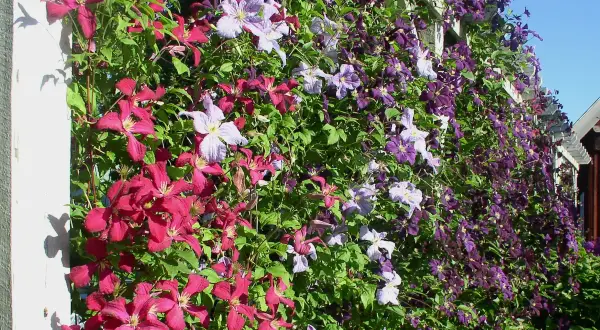 En vägg täckt av klematis sorter i lila och rosa nyanser klättrar på en vit spaljé mot en blå himmel.
