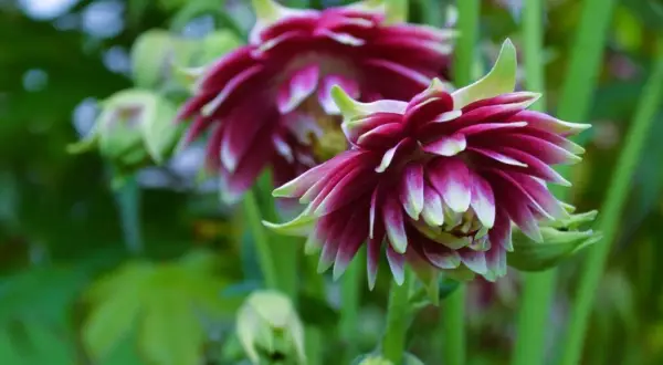 Två vackra akleja blommor i mörklila och vitt, med gröna stjälkar och blad i bakgrunden.