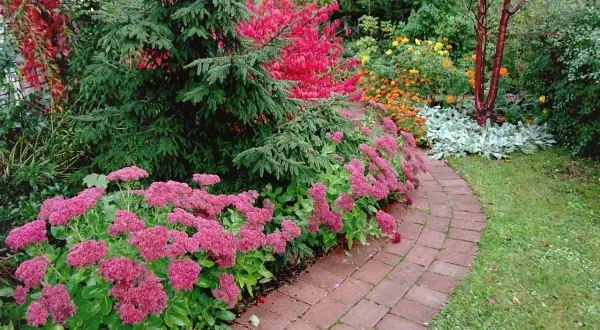 En vacker trädgård med en slingrande tegelstensgång kantad av rosa blommor. En gran står stolt bredvid, och i bakgrunden syns buskar med röda och orange löv. Benved på stam ger en fin kontrast.