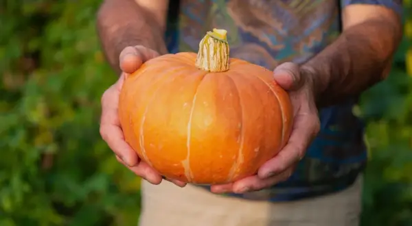 Här är en fin pumpa, ett bevis på att det går att odla pumpa i kruka.