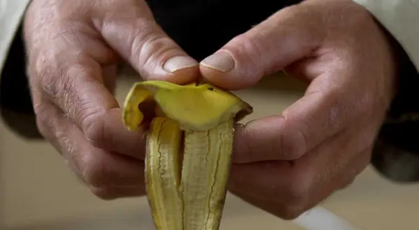 Händer som skalar en banan, redo att ge näring till tomatplantor. Bananskal till tomatplantor är ett smart sätt att återvinna.