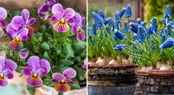 Vårblommor ute: lila penséer med gula detaljer och blåa druvhyacinter med vattendroppar.