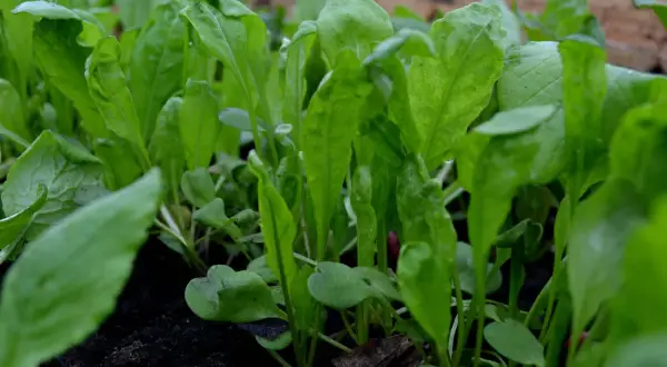 Små, gröna ruccolaplantor som växer tätt i mörk jord. Snart redo att skördas för en god sallad.