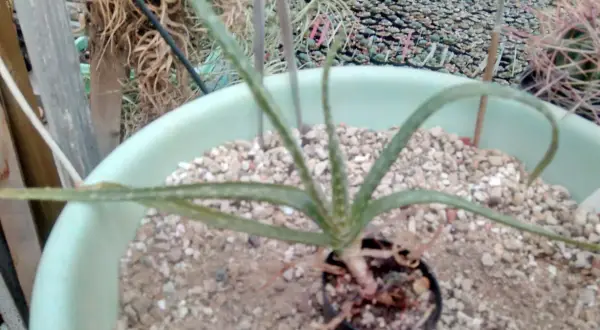 En liten aloe vera växt i en ljusgrön kruka med grusig jord. Bakom syns fler växter och krukor.