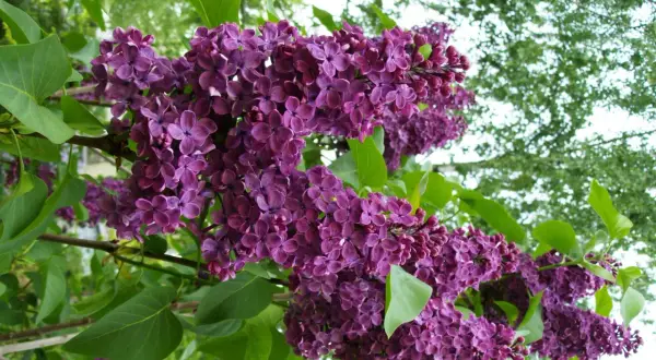 En uppstammad syrenbuske blommar med rikliga, lila klasar mot en bakgrund av gröna blad och ljus himmel.