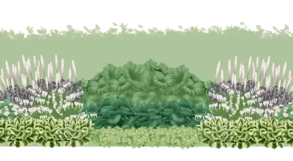 En illustration av en trädgårdsbädd med olika låga perenner, inklusive hosta, astilbe och hjärtansblomma, med en silhuett av en person till höger.