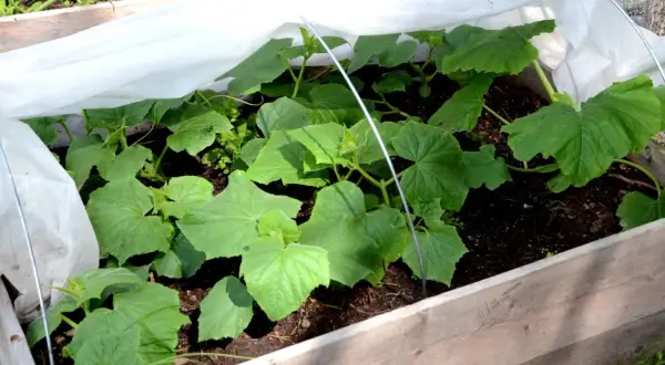 Små squashplantor växer frodigt i en pallkrage under fiberduk.