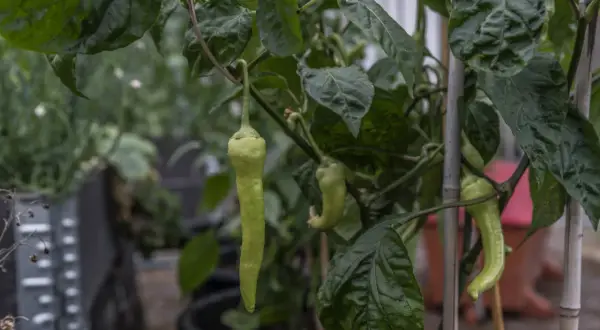 Gröna paprikor hänger från en planta. En lång, ljusgrön paprika är i fokus, redo att toppa paprika-rätten.