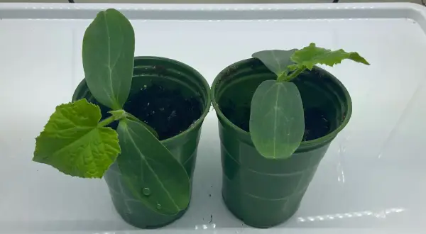 Två små gurkplantor i gröna krukor. Dags att plantera om gurka djupare för bättre rotutveckling.