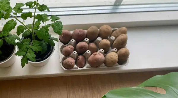 Små potatisar med groddar i en äggkartong, redo att planteras. En tomatplanta växer bredvid. Snabb potatis för odling.